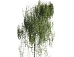 درخت بید مجنون