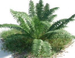 بوته Nephrolepis cordifolia