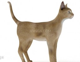 گربه درحالت ایستاده