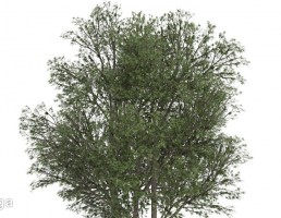 درخت سوزنی برگ