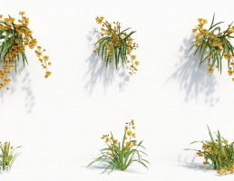 گیاه ارکیده سبز