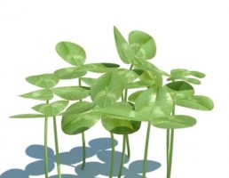 گیاه بهاری