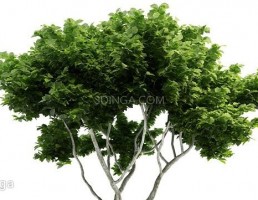 درختچه باغی بهاری