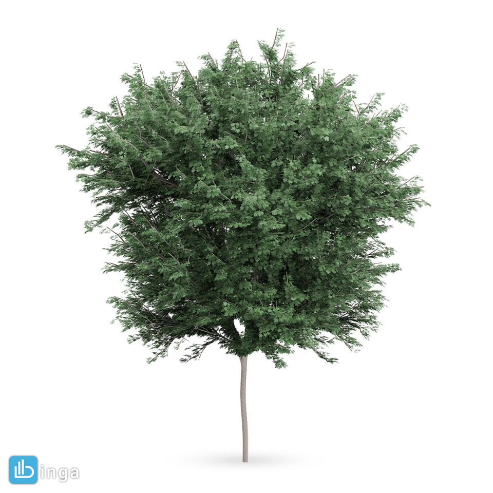 درخت سرسبز