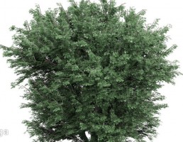 درخت سرسبز