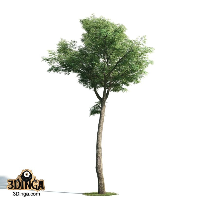 درخت