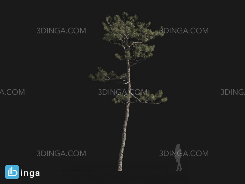 درخت Pinus elliottii