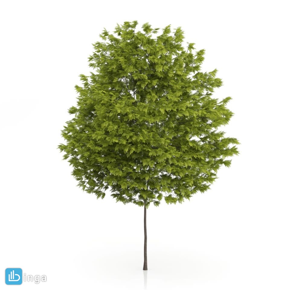 درخت کاج