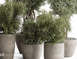 مجموعه گیاهان در گلدان