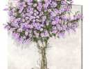 گیاه بوگنویل
