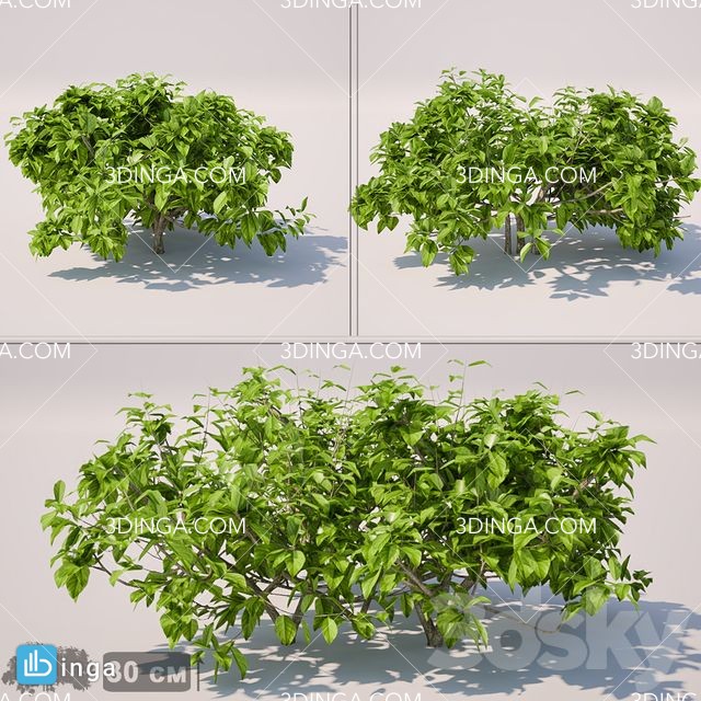 درختچه Bush