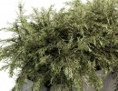 گل در گلدان فضای باز