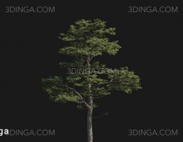 درخت Pinus sylvestris