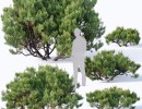 درخت صنوبر جوان