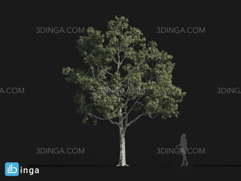 درخت Pinus bungeana