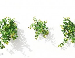 گل های آپارتمانی