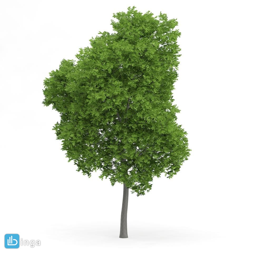 درخت کاتالپا