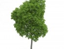 درخت کاتالپا