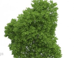 درخت کاتالپا