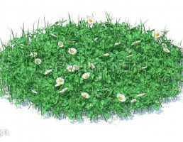 چمن + گل بابونه