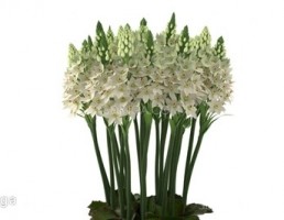 گلدان +گل طبیعی