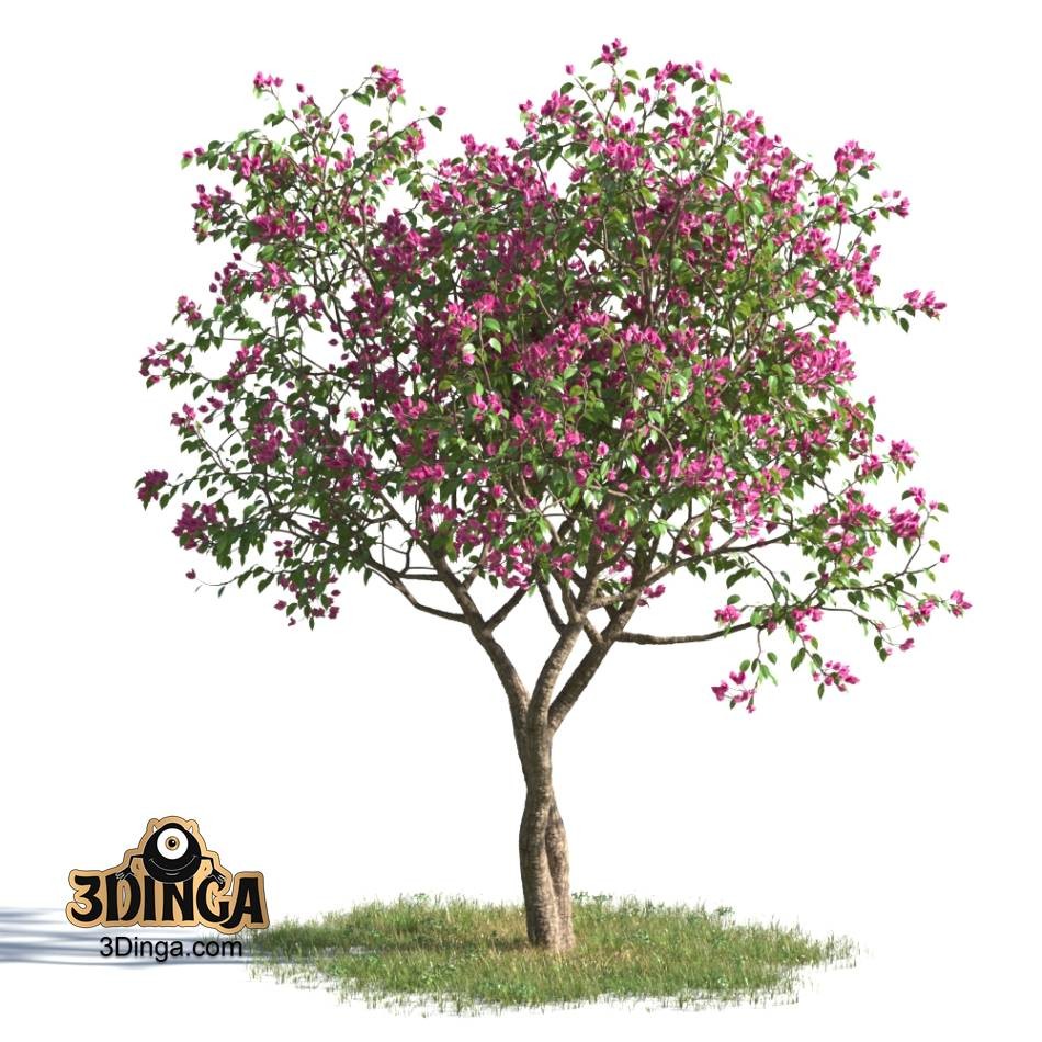 درخت