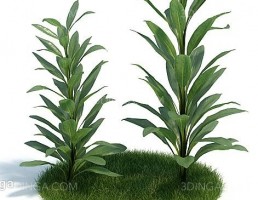 درختچه های باغی