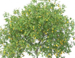 درخت لیمو