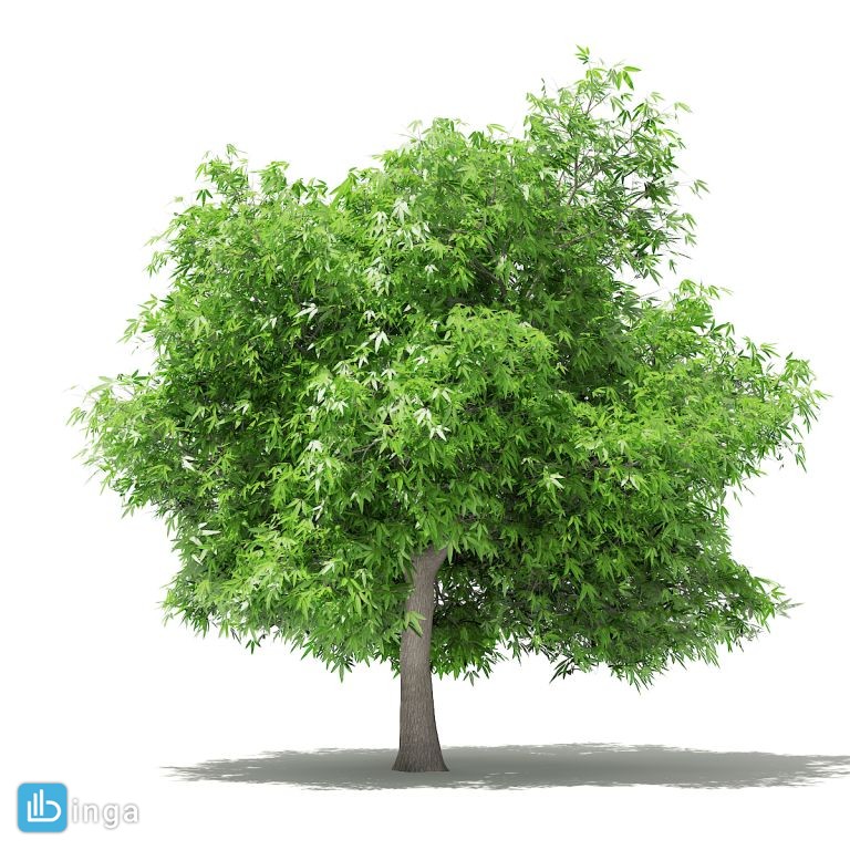 درخت انبه
