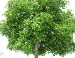 درخت انبه