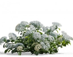گل های باغی
