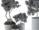 گیاهان + گلدان در فضای باز