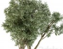 گیاهان + گلدان در فضای باز