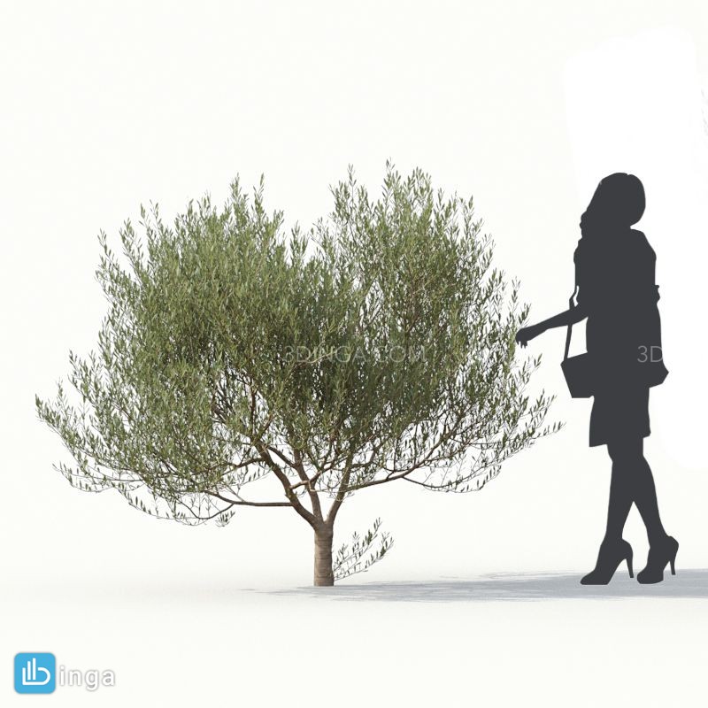 درخت زیتون
