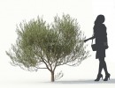 درخت زیتون