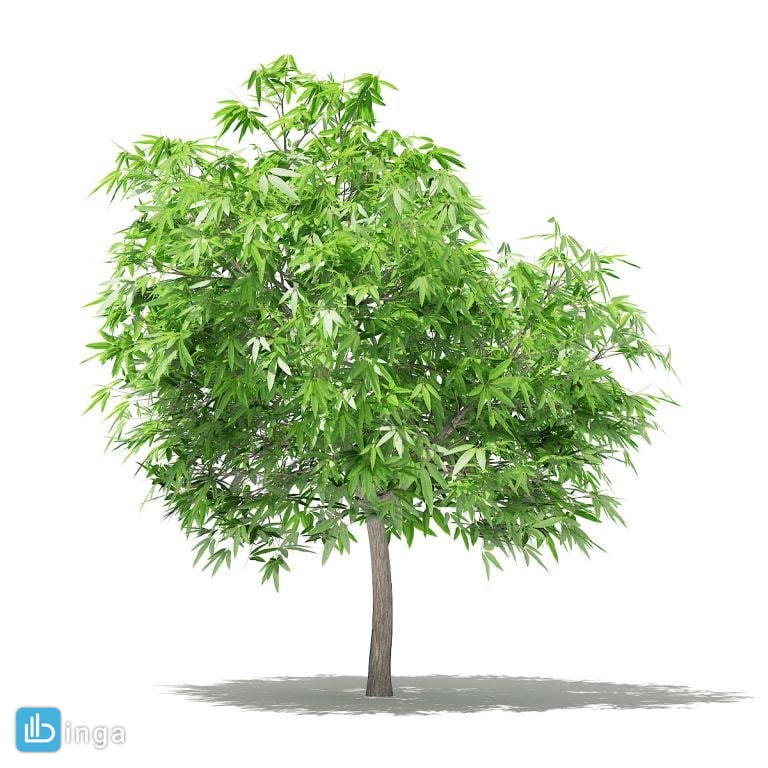 درخت انبه