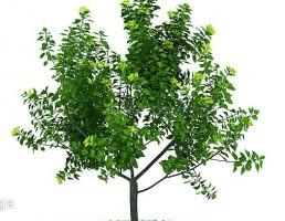 درخت سرسبز بهاری