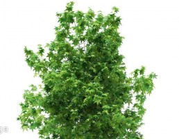 درخت بلوط