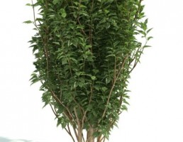 درخت پرچین