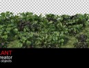 پرسوناژ انواع گیاهان طبیعی