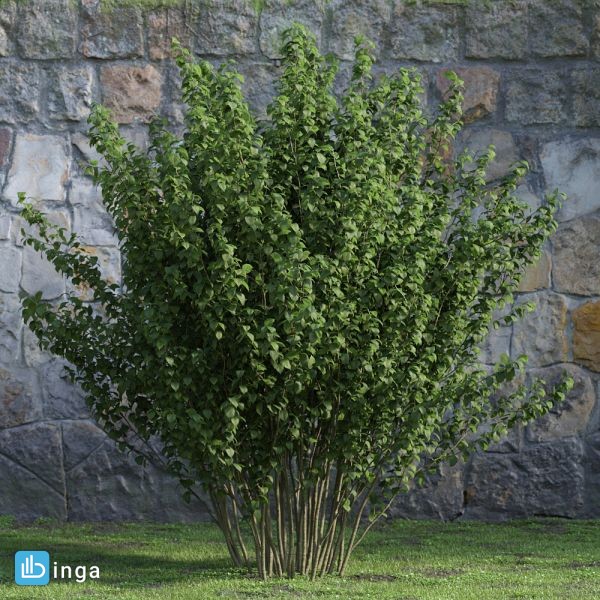 درختچه های باغی