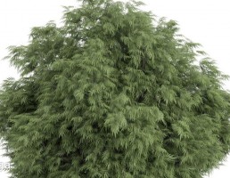 درخت سوزنی برگ