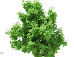 درخت صنوبر