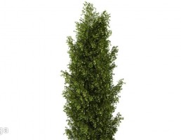درخت کاج