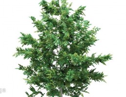 درخت سوزنی برگ