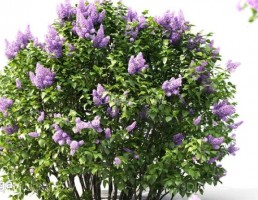 گل یاس بنفش