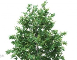 درخت سوزنی برگ
