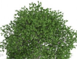 درخت افرای سیاه