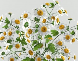 گلدان + گل مینای چمنی