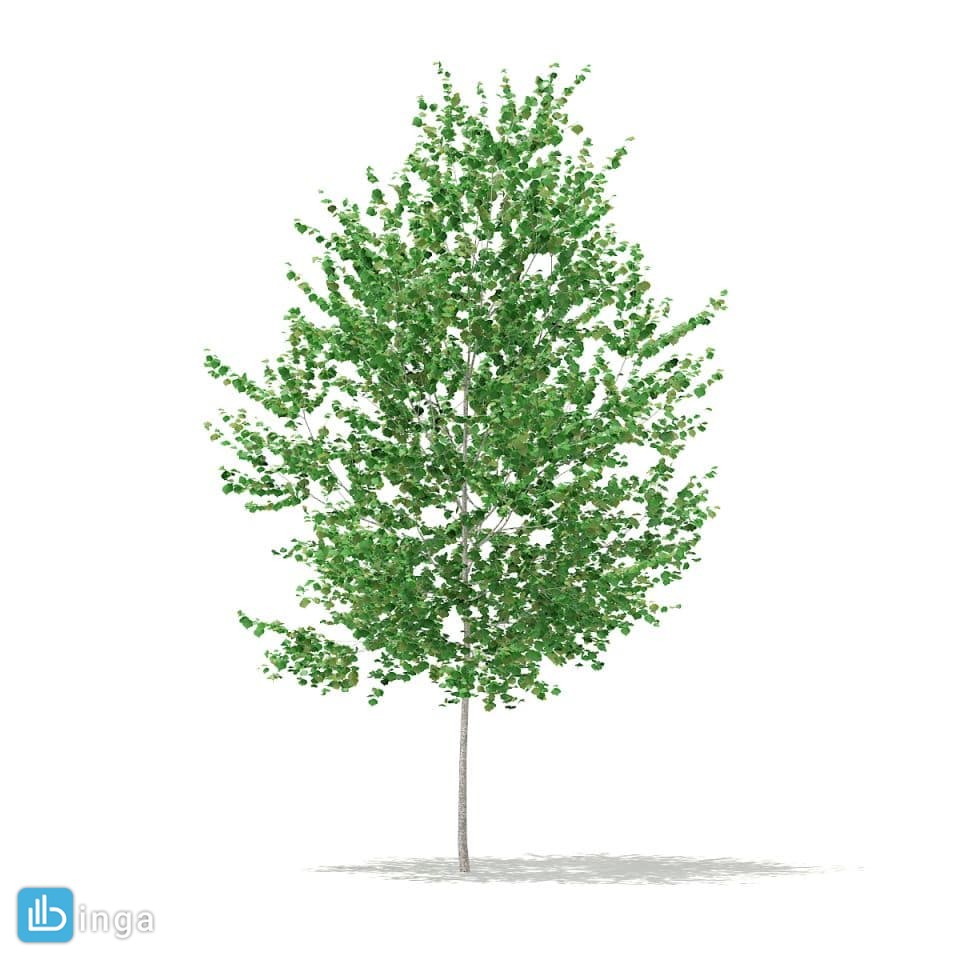درخت توسکا